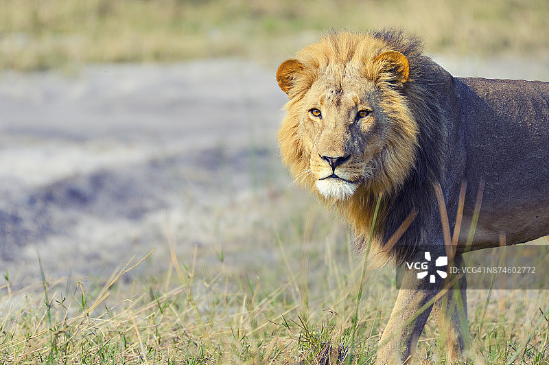 野生环境中的狮子图片素材