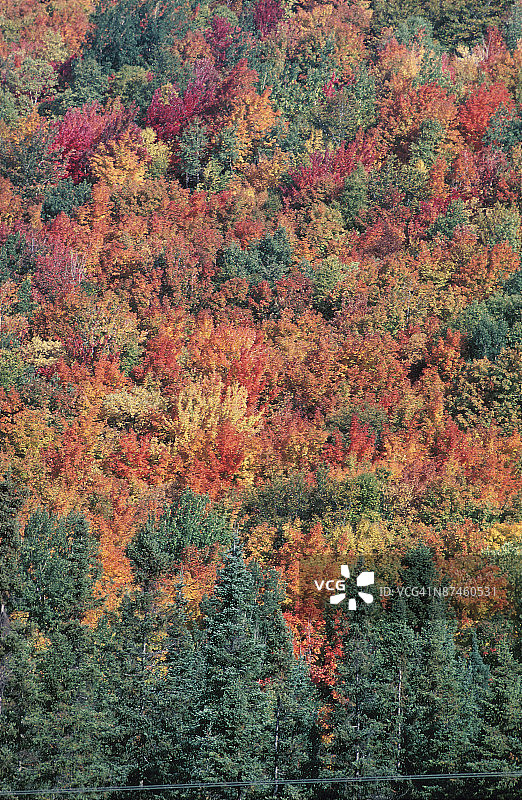 加拿大魁北克省劳伦提德山区的秋季林地图片素材