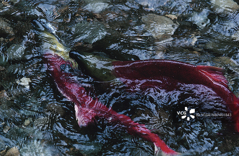 河中产卵的红大麻哈鱼图片素材