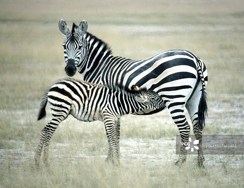 带着幼崽的斑马图片素材