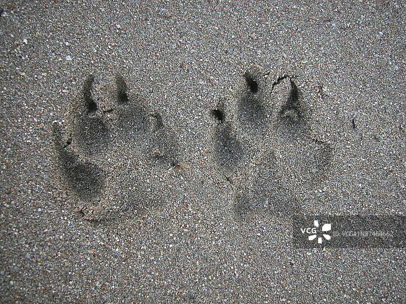 沙滩上的爪印图片素材