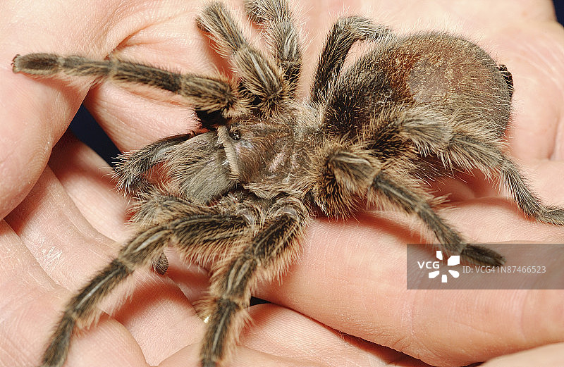 手中的棕色蜘蛛图片素材