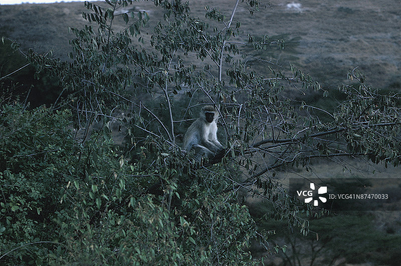 树上的猴子图片素材