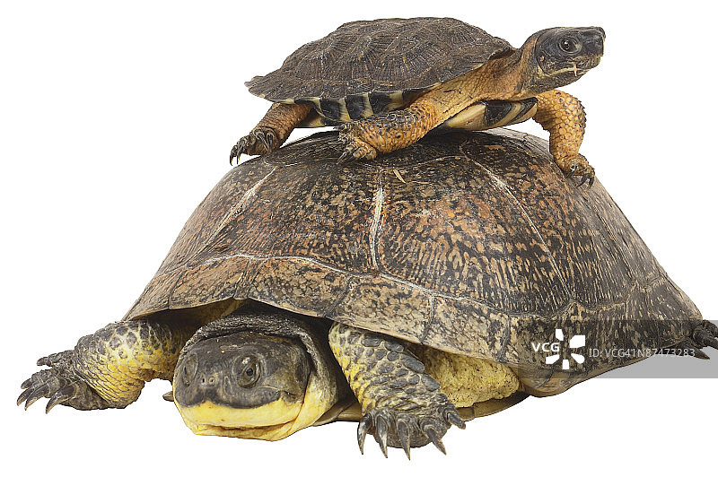 23568043图片素材