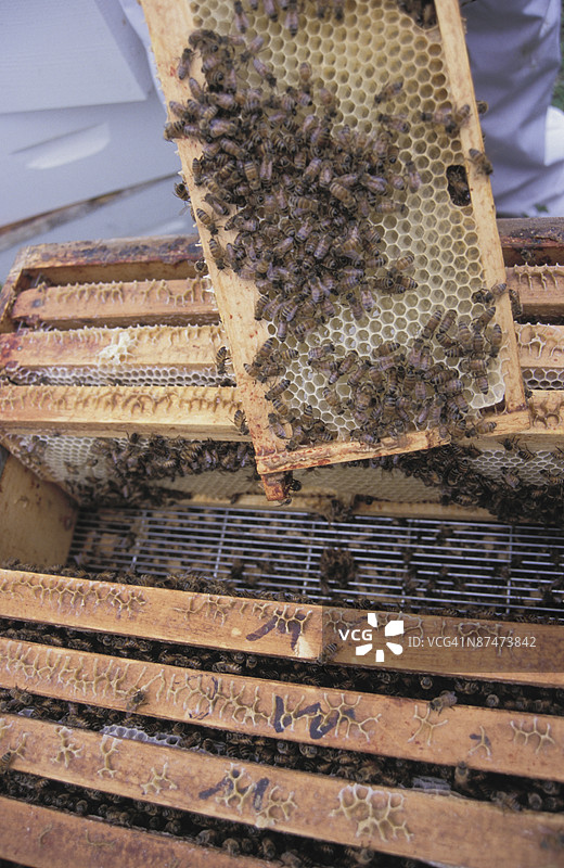 蜂巢中的蜜蜂框架图片素材