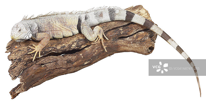 23568318图片素材