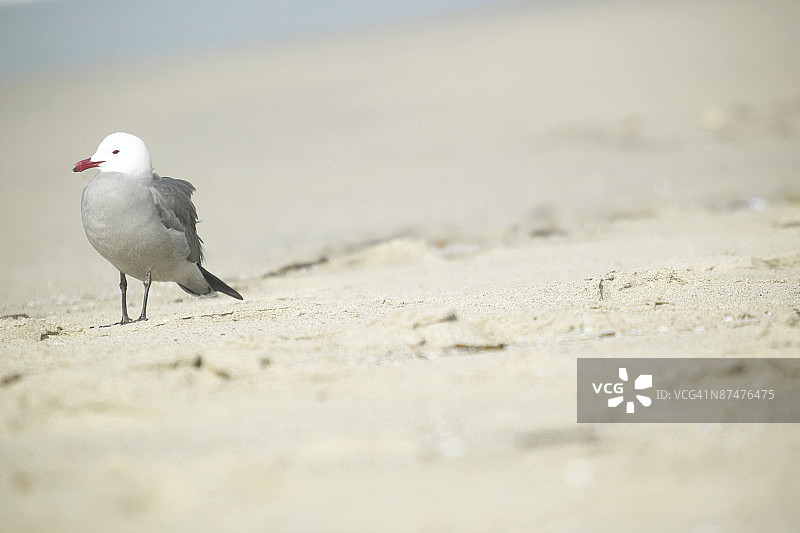 行走的滨鸟图片素材