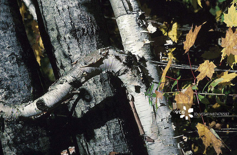 树木与秋叶特写图片素材