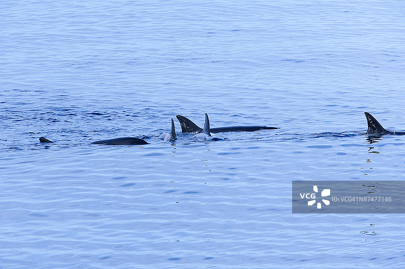 虎鲸群浮出水面图片素材