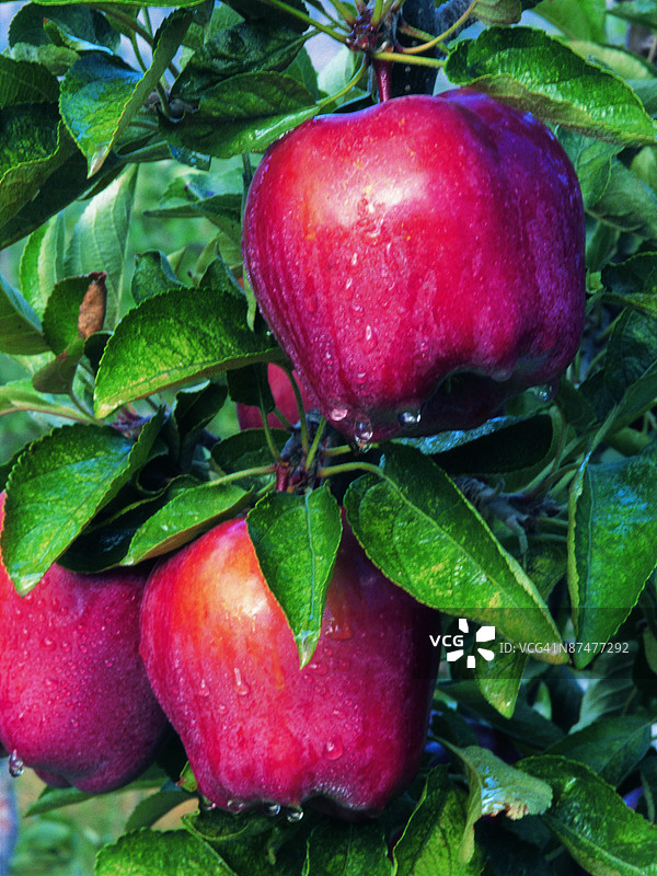 红色美味苹果，色彩，高分辨率图片素材