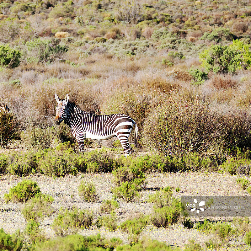 南非西德堡山脉的开普山斑马图片素材
