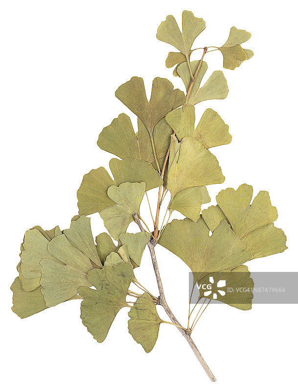 23604820图片素材