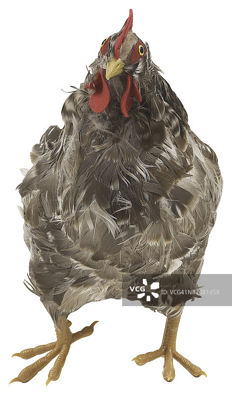 23663664图片素材