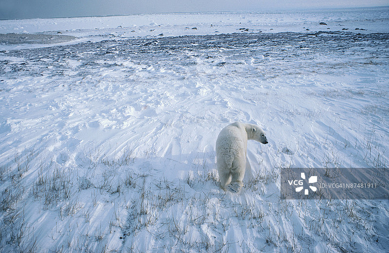 游荡的北极熊图片素材