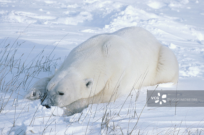 雪地里休息的北极熊图片素材