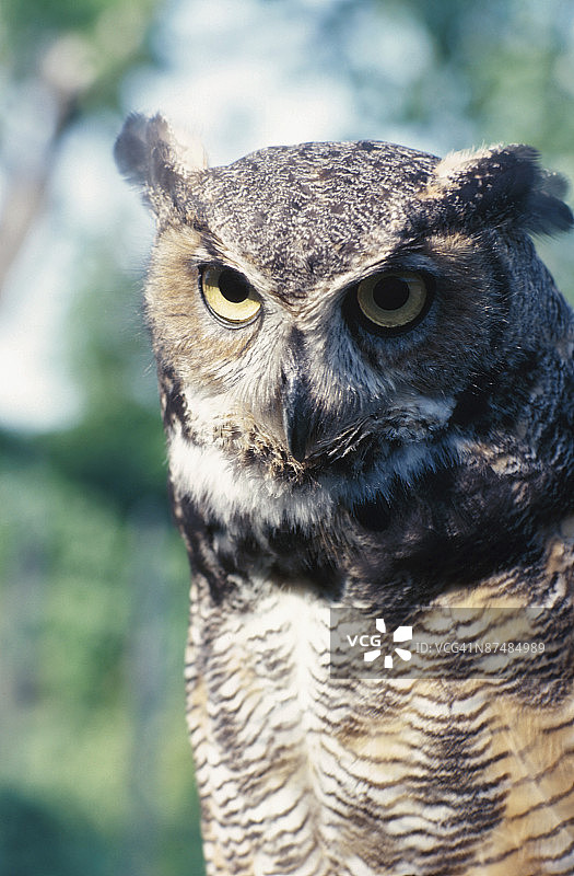 大角鸮图片素材