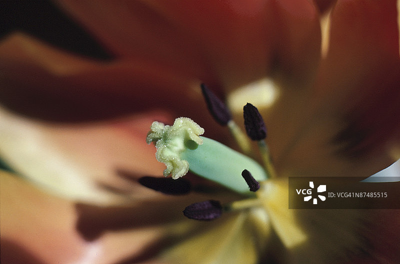花蕊和雌蕊特写图片素材