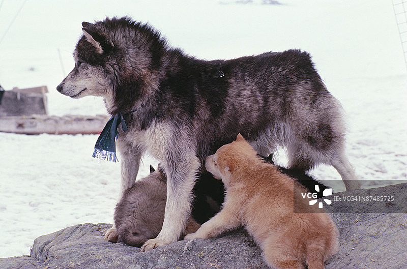 带着一窝幼崽的哈士奇图片素材