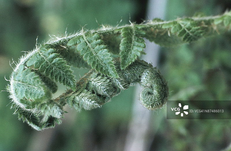 卷曲的蕨类叶图片素材