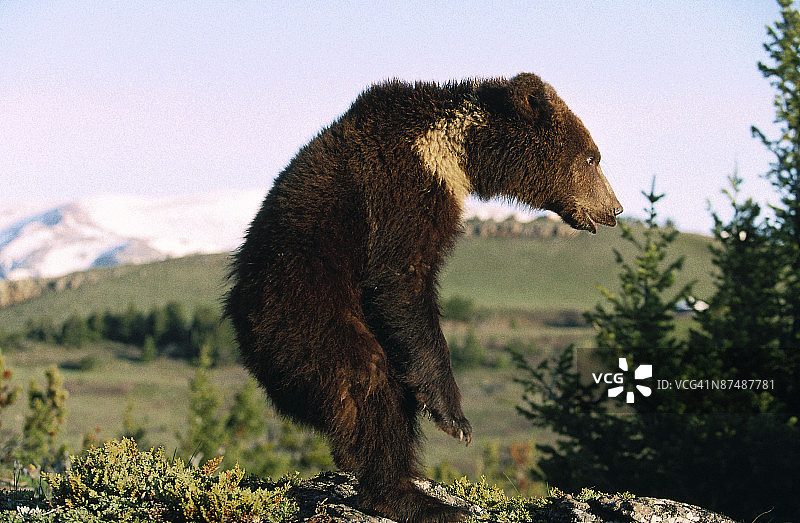 灰熊站立图片素材