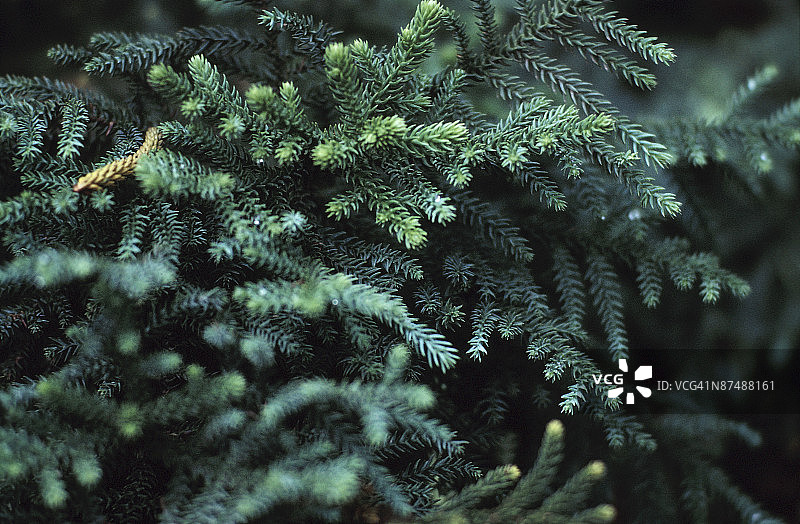 常绿冷杉树枝特写图片素材