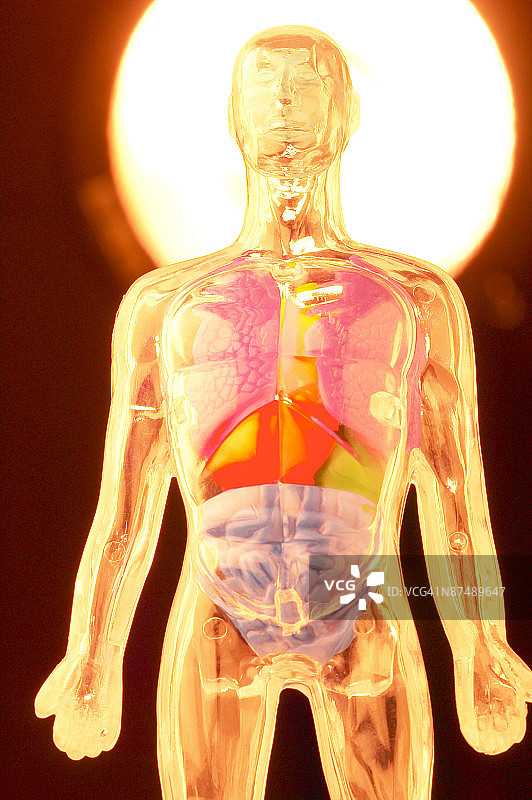 解剖模型图片素材