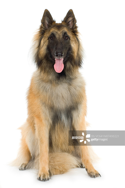 比利时牧羊犬影棚肖像图片素材