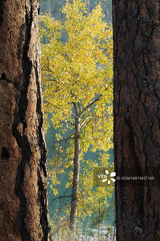 加拿大不列颠哥伦比亚省卡拉马尔卡湖省立公园的落叶松树干之间的秋色图片素材