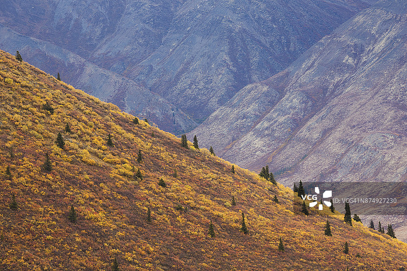 加拿大育空地区墓碑领地公园的秋色山坡图片素材