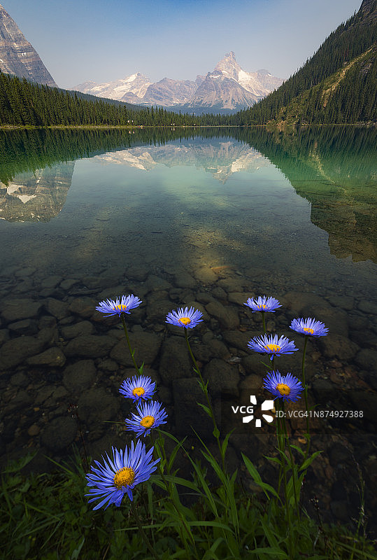 加拿大不列颠哥伦比亚省幽鹤国家公园欧哈拉湖畔的绚丽紫菀图片素材