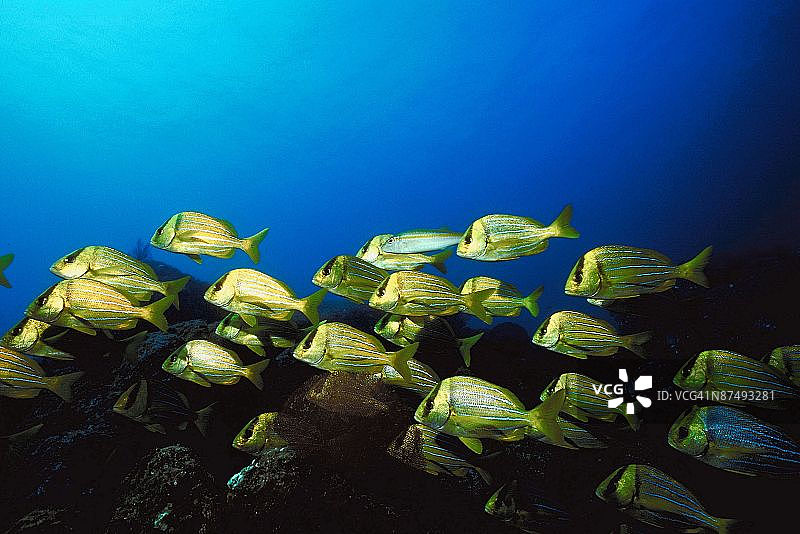 学校的鱼图片素材