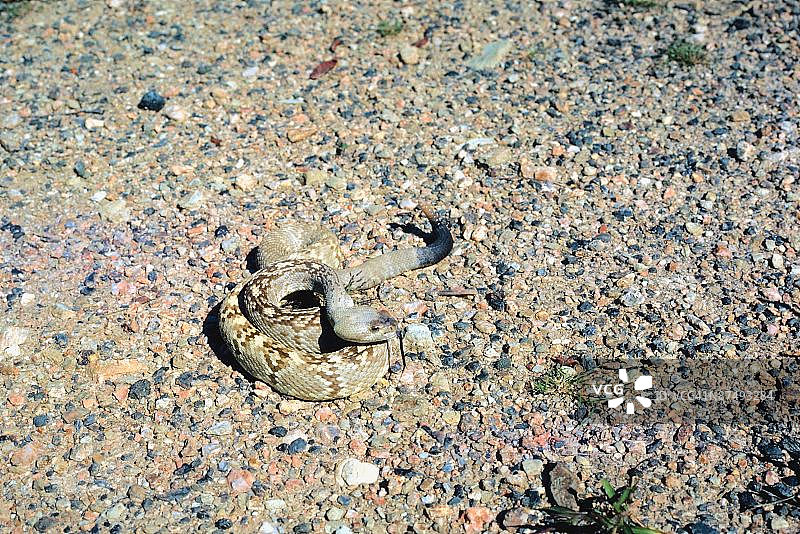 黑尾响尾蛇图片素材