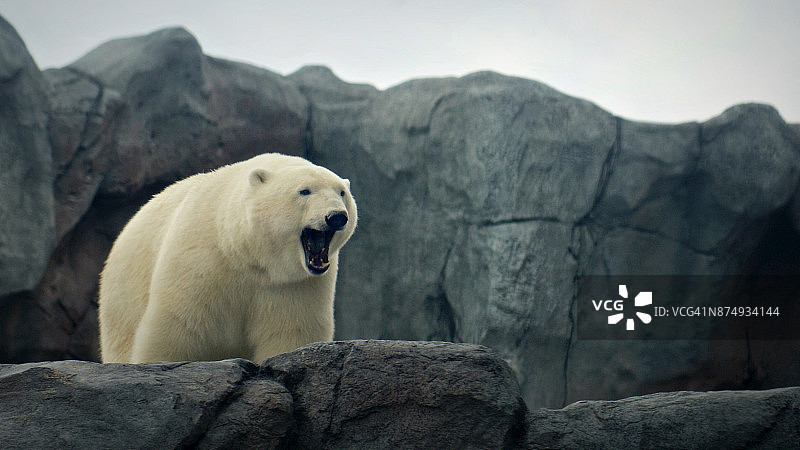 打呵欠的北极熊，越过岩石边缘观看图片素材