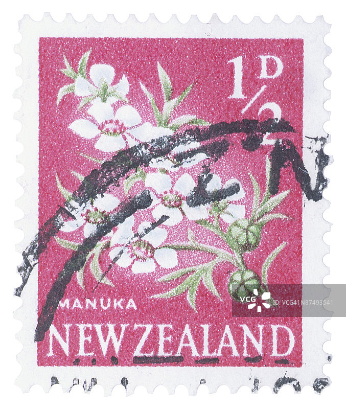 白色背景下的花朵特写镜头图片素材