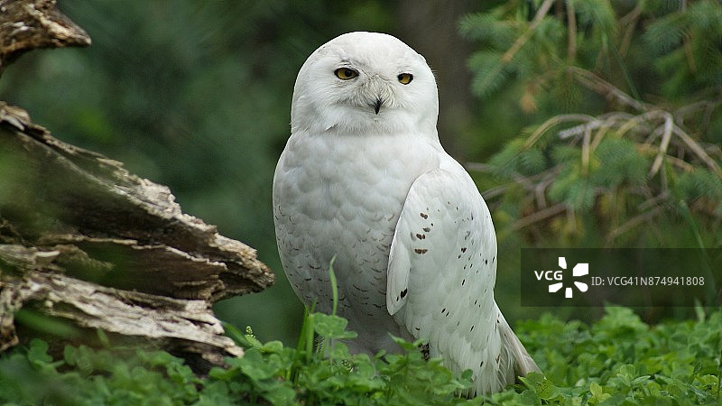 雪鸮站在草地上，林地背景图片素材