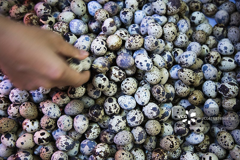 女子在缅甸克钦邦八莫市场挑选鹌鹑蛋图片素材