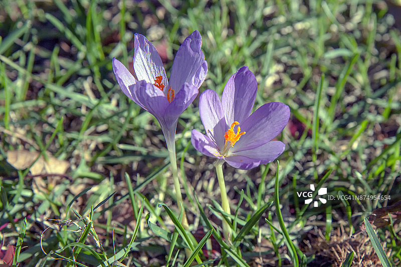 两朵花图片素材