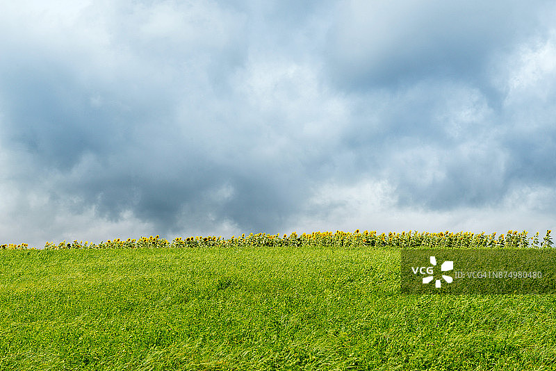 向日葵花田图片素材