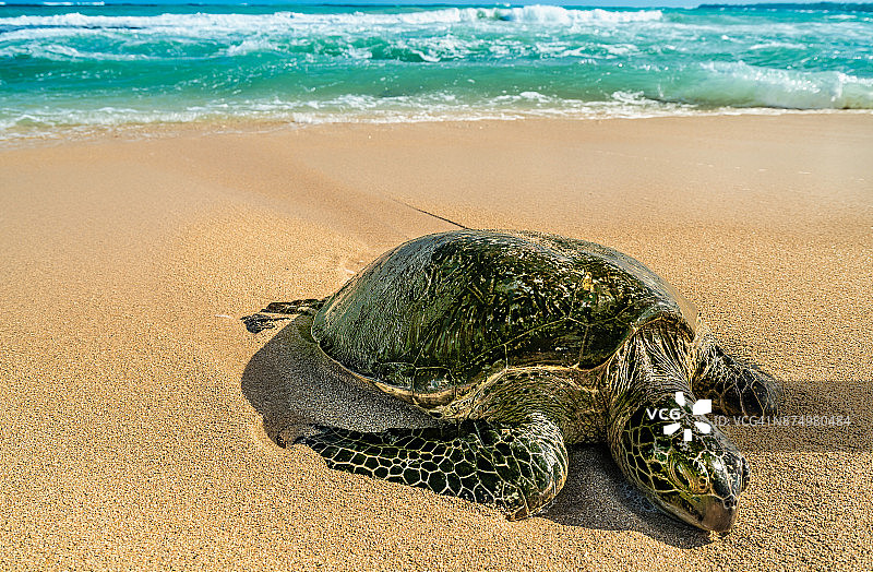 绿海龟，夏威夷毛伊岛图片素材