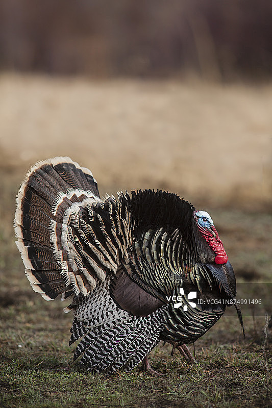 在田野里炫耀的野生火鸡图片素材