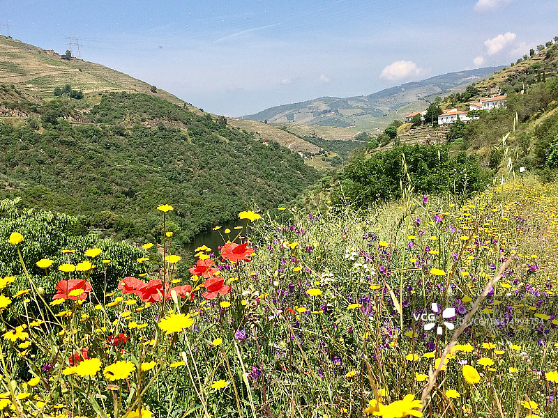 葡萄牙杜罗河谷葡萄酒产区的野花图片素材