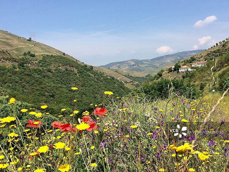 葡萄牙杜罗河谷葡萄酒产区的野花图片素材