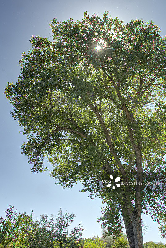 棉白杨树上的晨光图片素材