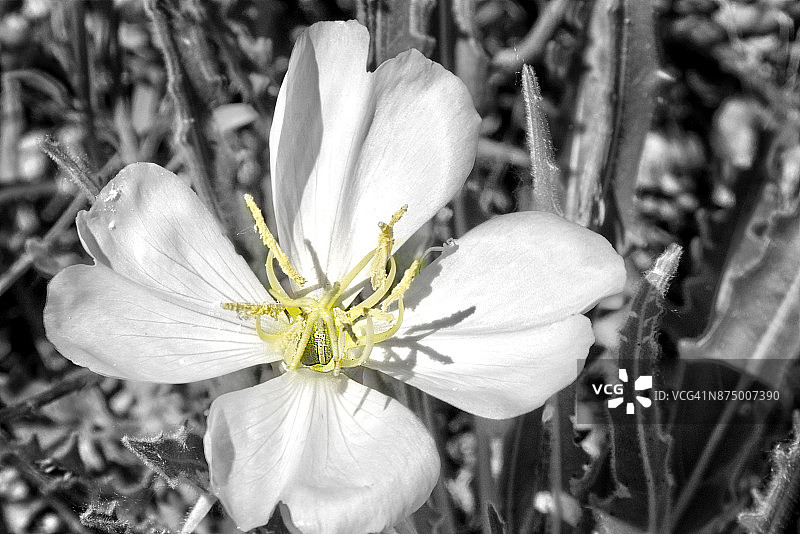 新墨西哥州沙漠之花图片素材