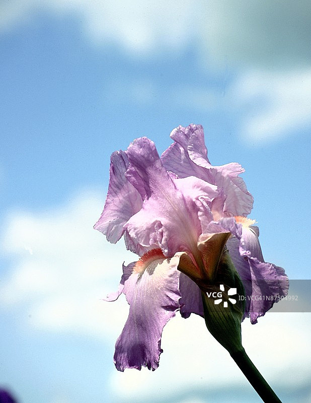 紫色鸢尾花图片素材