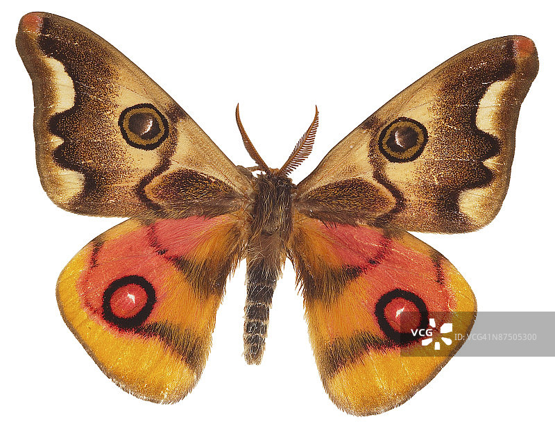 23610189图片素材