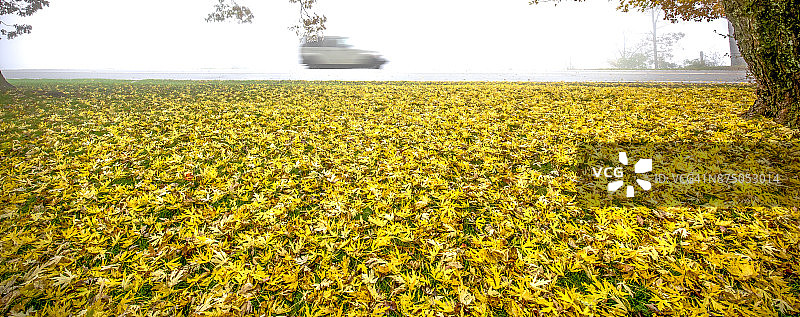 彩色树叶与雾气图片素材