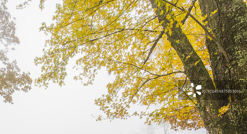 彩色树叶与雾气图片素材