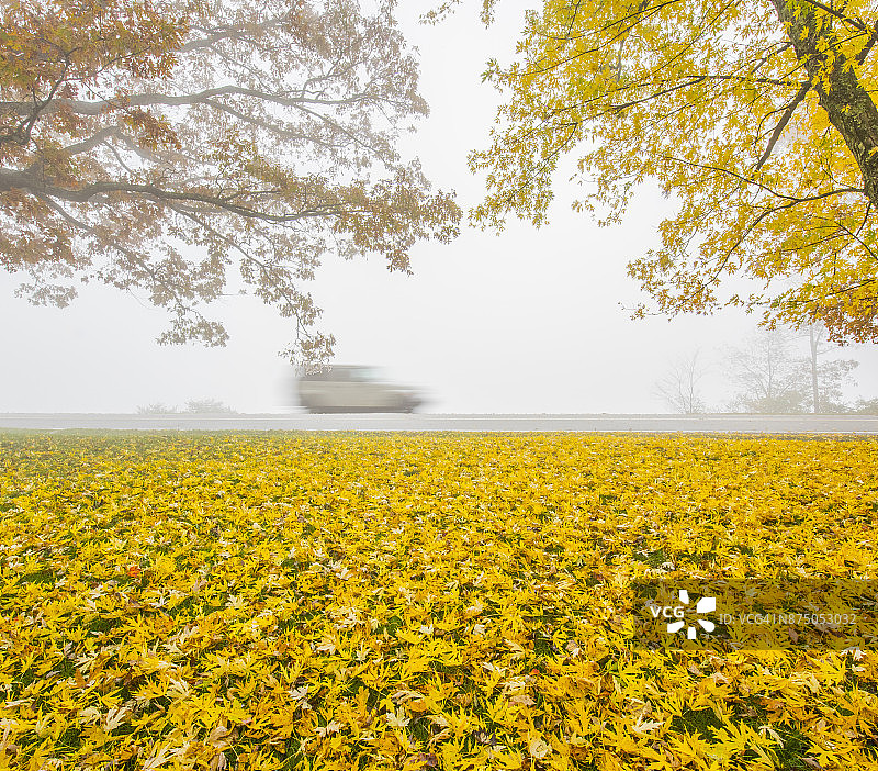 彩色树叶与雾气图片素材