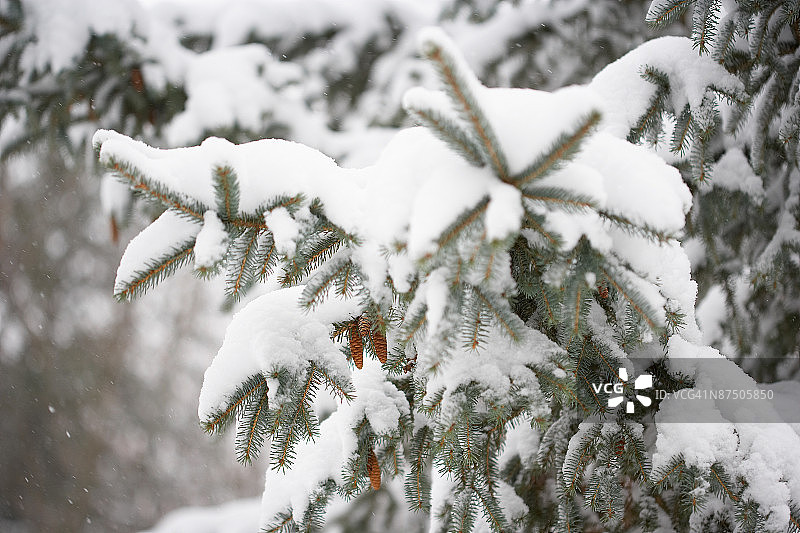 云杉树枝上的雪图片素材